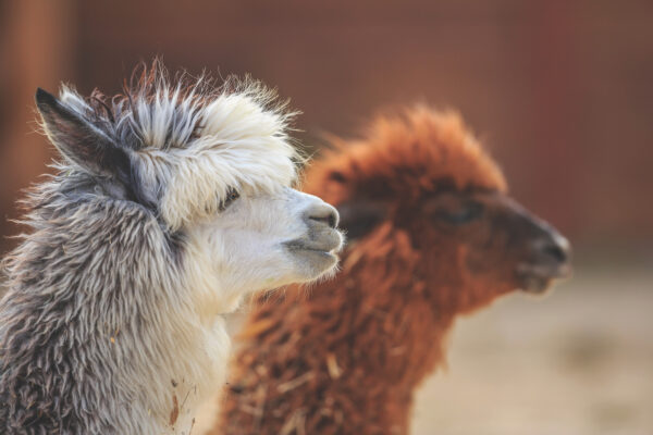 The gold of the Andes: Alpaca International